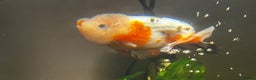 Fancy Goldfish fish for sale: Two lovely little male Ranchu fancy goldfish - Advert 3