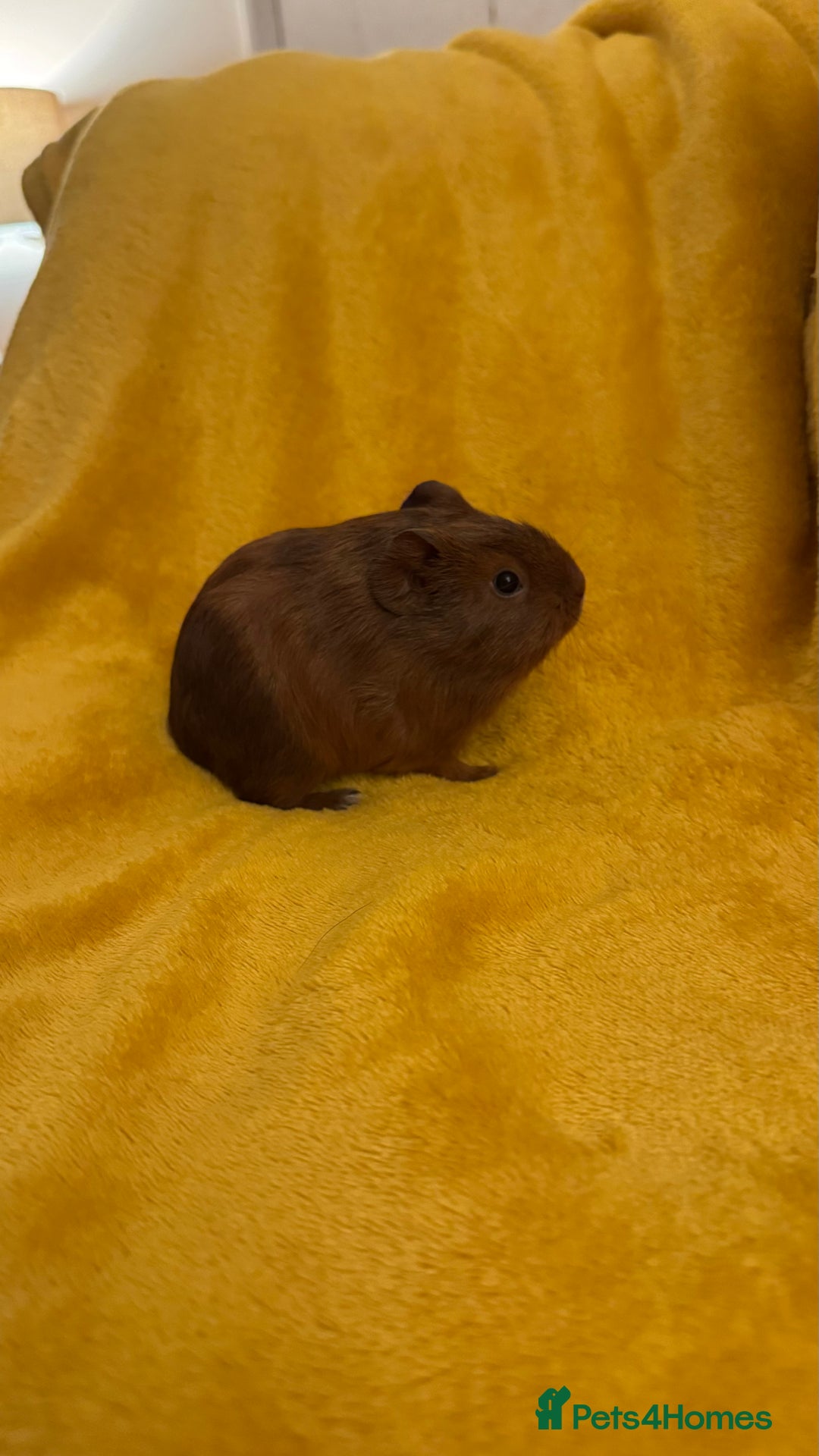 Guinea Pig rodents for sale: Mixed Guinea Pig babies  - Advert 7