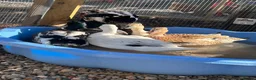 Ducks poultry for sale: Miniature silver appleyards - Advert 3