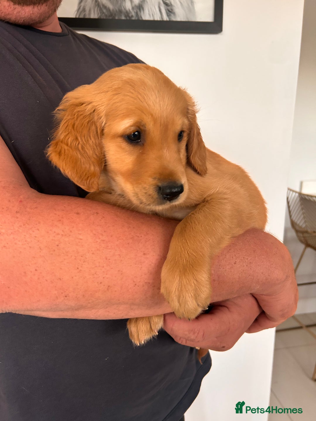 Golden Retriever dogs for sale: Golden Retriever Puppies  - Image 23