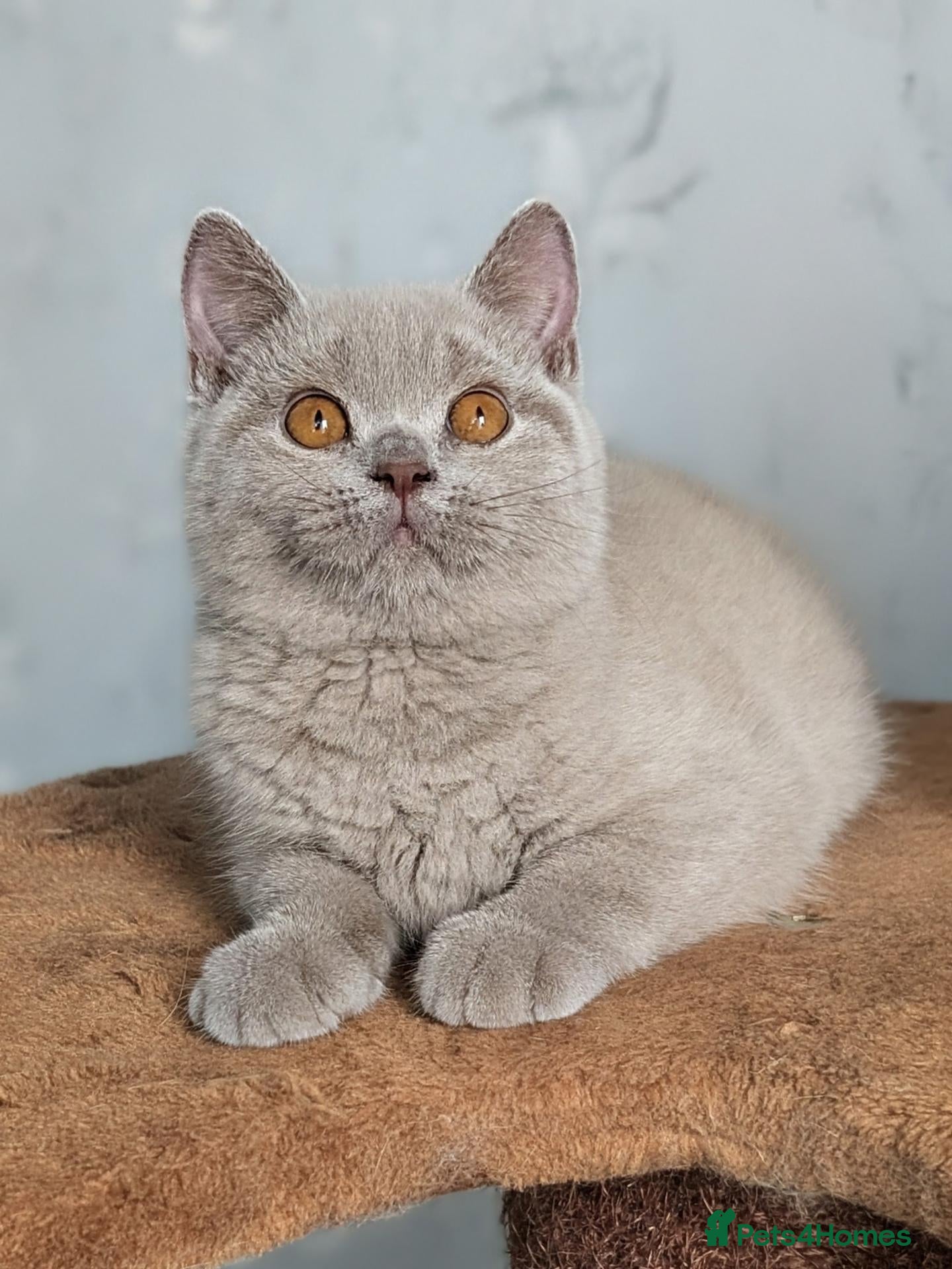 British Shorthair cats GCCF REGISTERED lilac boys💙🐾🩵 - Advert 2