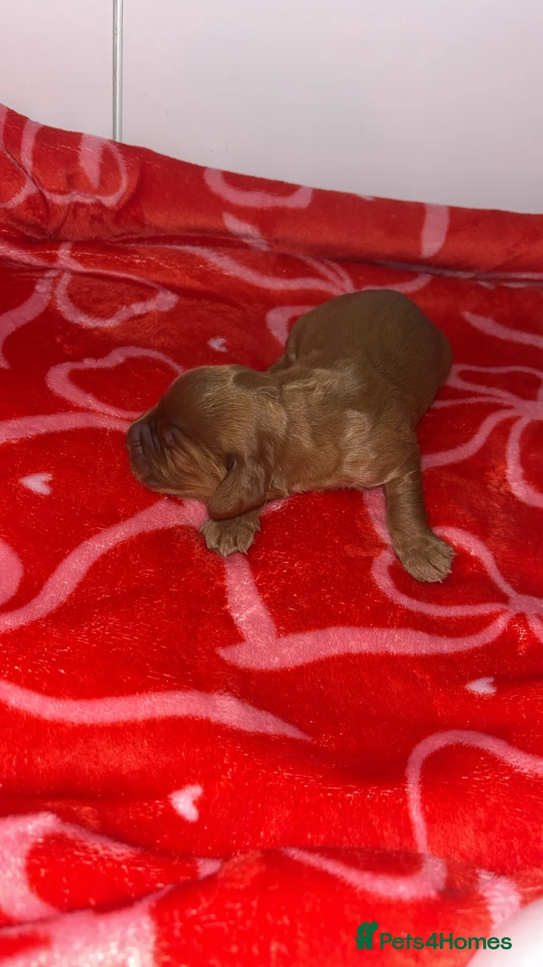 Cocker Spaniel dogs for sale: 4 working cocker spaniel males  - Advert 8