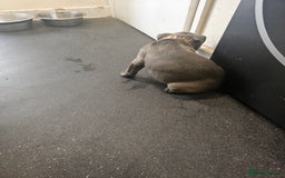 Staffordshire Bull Terrier dogs for sale: blue staffy puppies  - Image 11