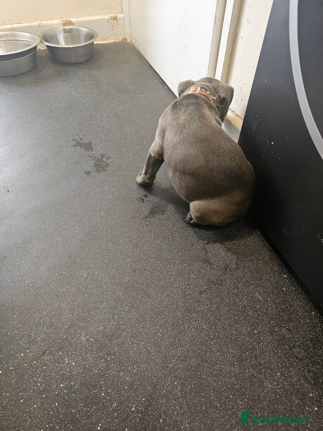 Staffordshire Bull Terrier dogs for sale: blue staffy puppies  - Image 11