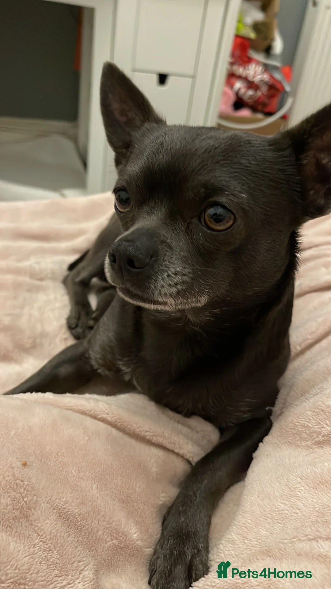 Chihuahua dogs for stud: Blue chihuahua stud in Edinburgh - Advert 2