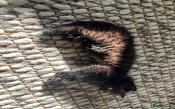 Mixed Breed cats for sale: 4 female kittens for sale - Image 8