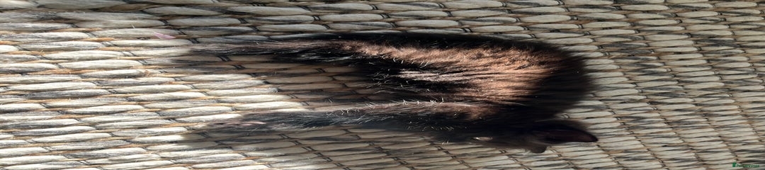 Mixed Breed Kitten 4