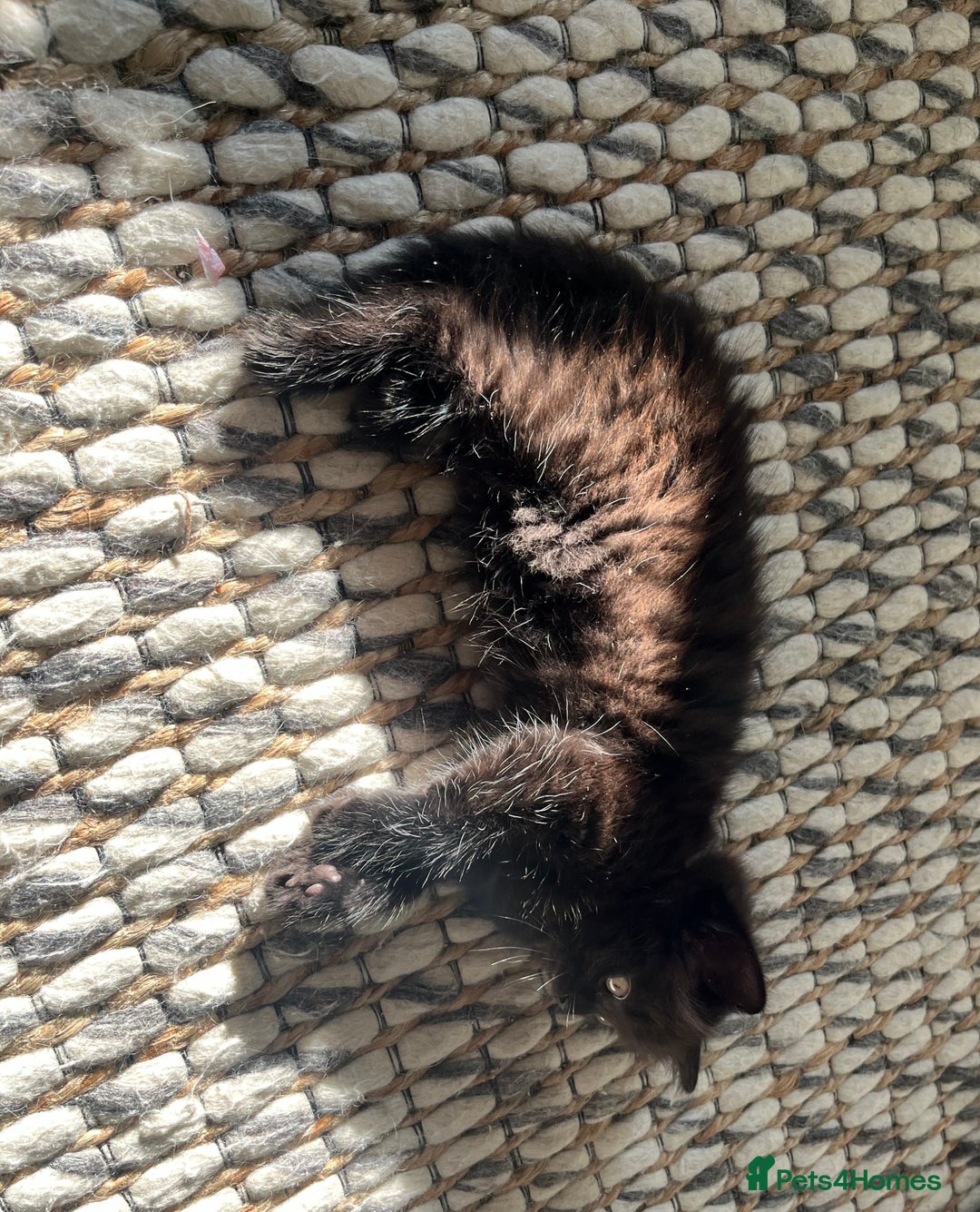 Mixed Breed cats for sale: 4 female kittens for sale - Image 8