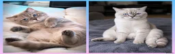 British Shorthair cats for stud: 🌊Proven STUD 🟦BSH Colourpoint King TICA/GCCF   - Advert 1