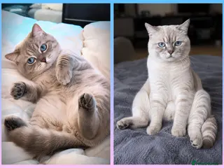 British Shorthair cats ๐Proven STUD ๐ฆBSH Colourpoint King TICA/GCCF - Advert 10