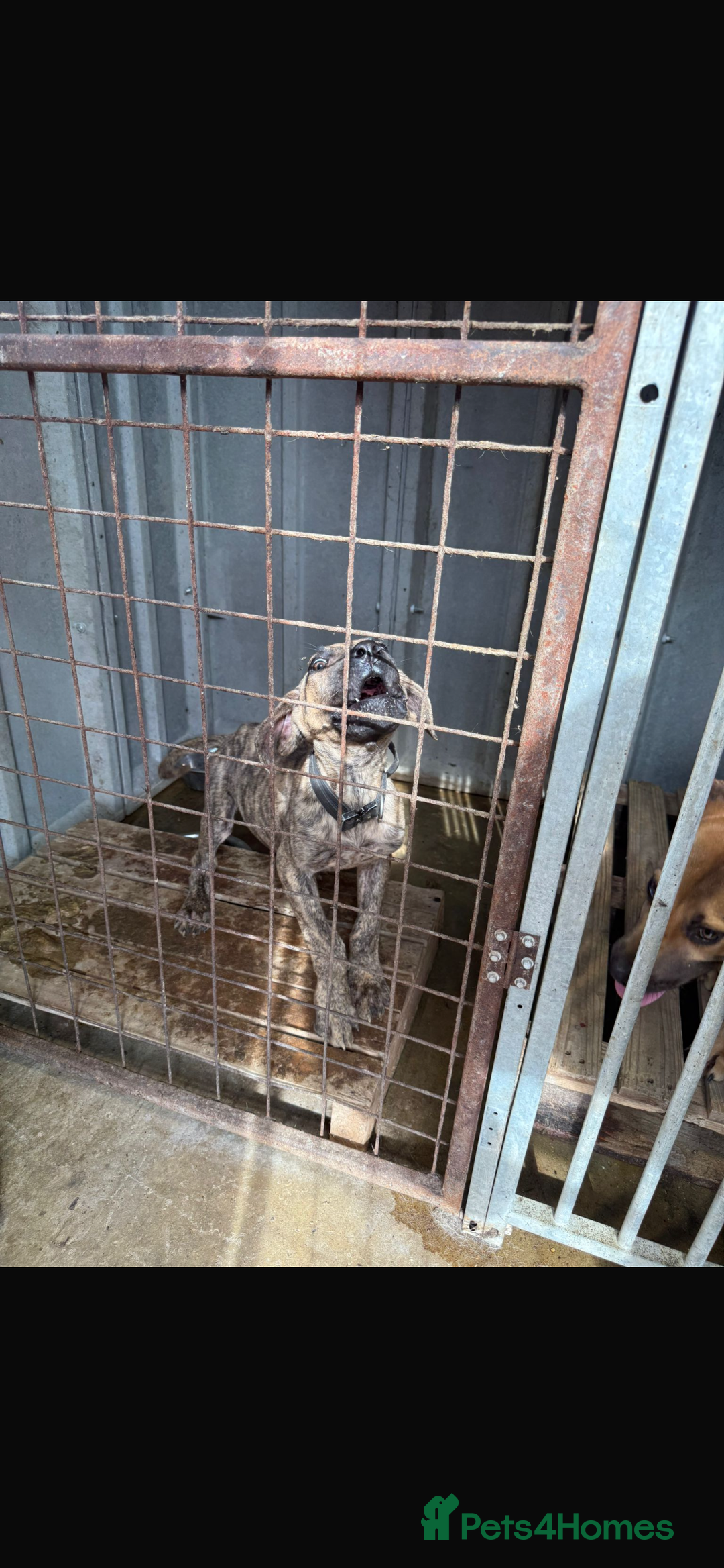 Mixed Breed dogs for sale: ROXY AND HAZARD FEMALES ASBO MALE  - Image 7