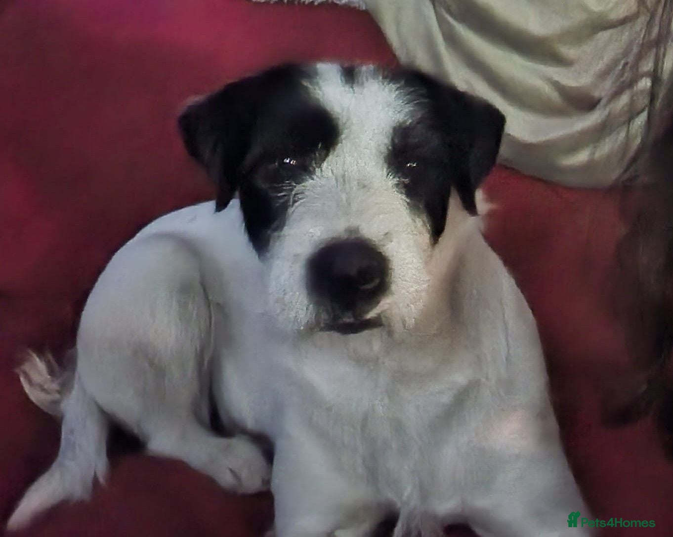 Mixed Breed dogs for adoption: 🐾💛STELLA – The Brave Mum Who Defied Her Fate💛🐾 - Advert 4