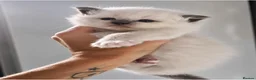 Ragdoll cats for sale: 💙✨ FOUR ABSOLUTELY STUNNING TICA RBOYS ✨💙  - Advert 2