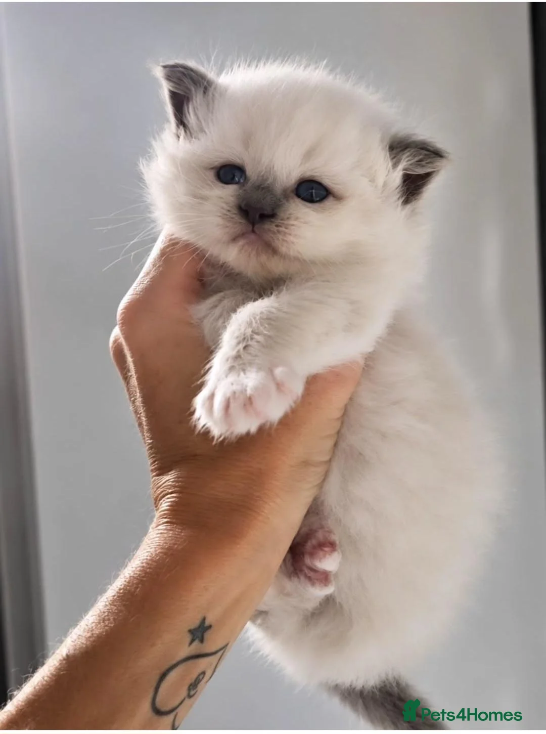 Ragdoll cats for sale: 💙✨ FOUR ABSOLUTELY STUNNING TICA RBOYS ✨💙  - Advert 2