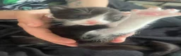 Mixed Breed cats for sale: 3 gorgeous kittens - Advert 7