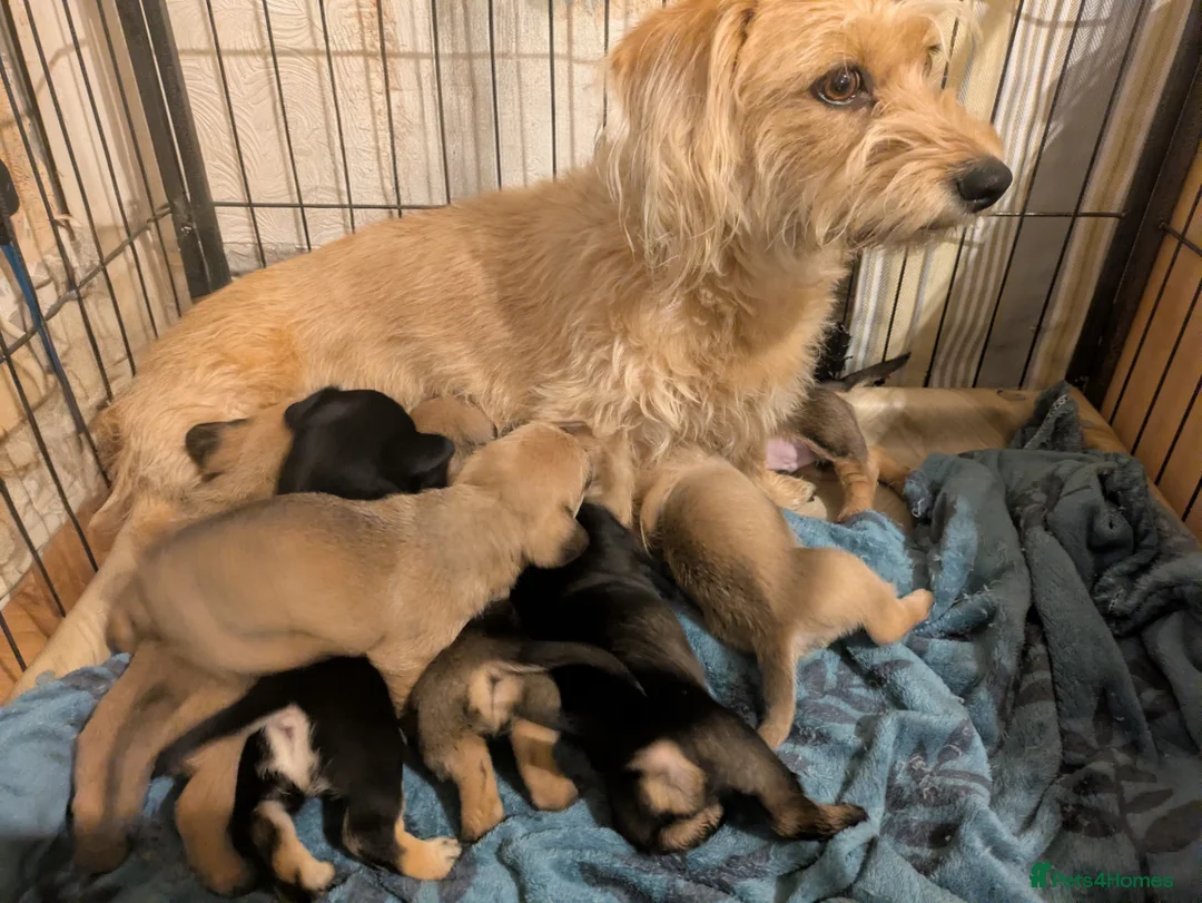 Dachshund dogs for sale: Wire Haired dachunds - Advert 22