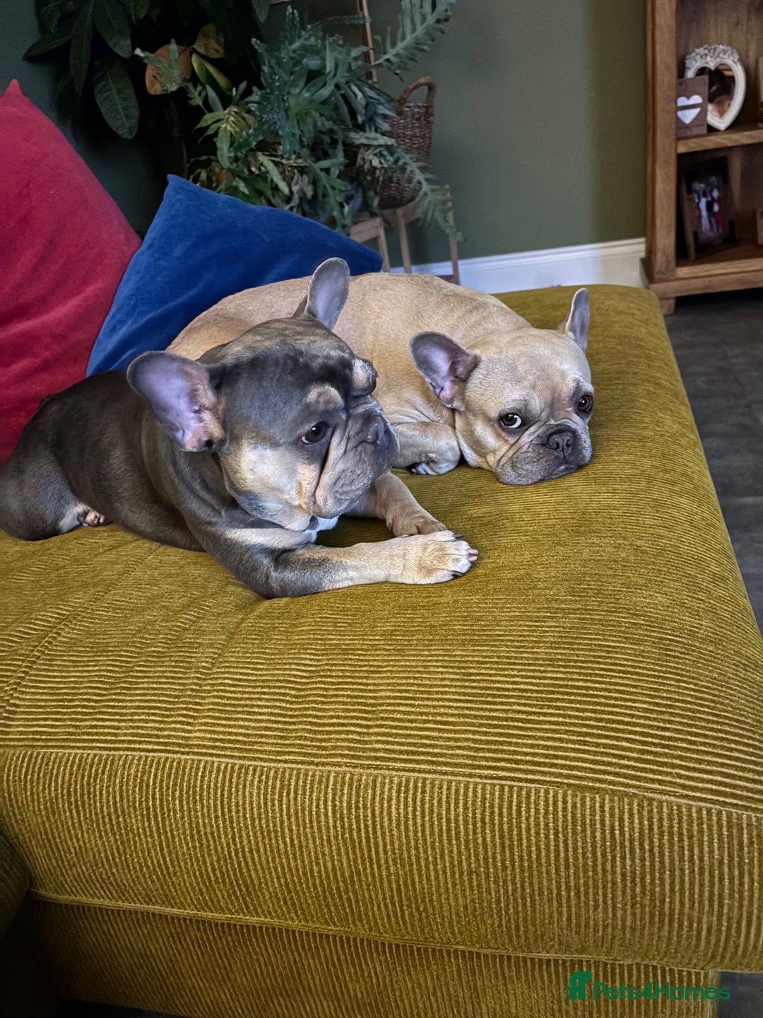 French Bulldog dogs for adoption: Female French bulldog  - Image 5