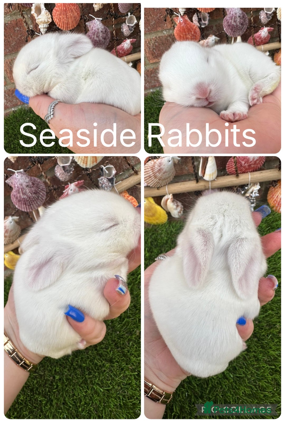 Mini Lop rabbits for sale: Stunning mini lops - Image 30
