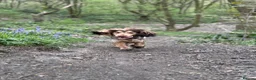 Cocker Spaniel dogs for stud: Cocker Spaniel STUD  - Advert 20