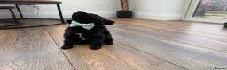 Cockapoo dogs for sale: Are beautiful toy cockapoo boy puppy  in Shepperton - Advert 8