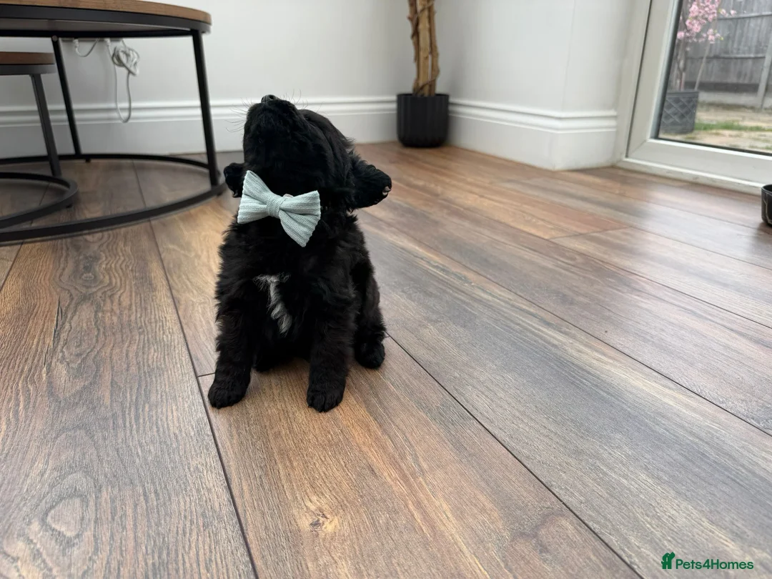 Cockapoo dogs for sale: Are beautiful toy cockapoo boy puppy  in Shepperton - Advert 8