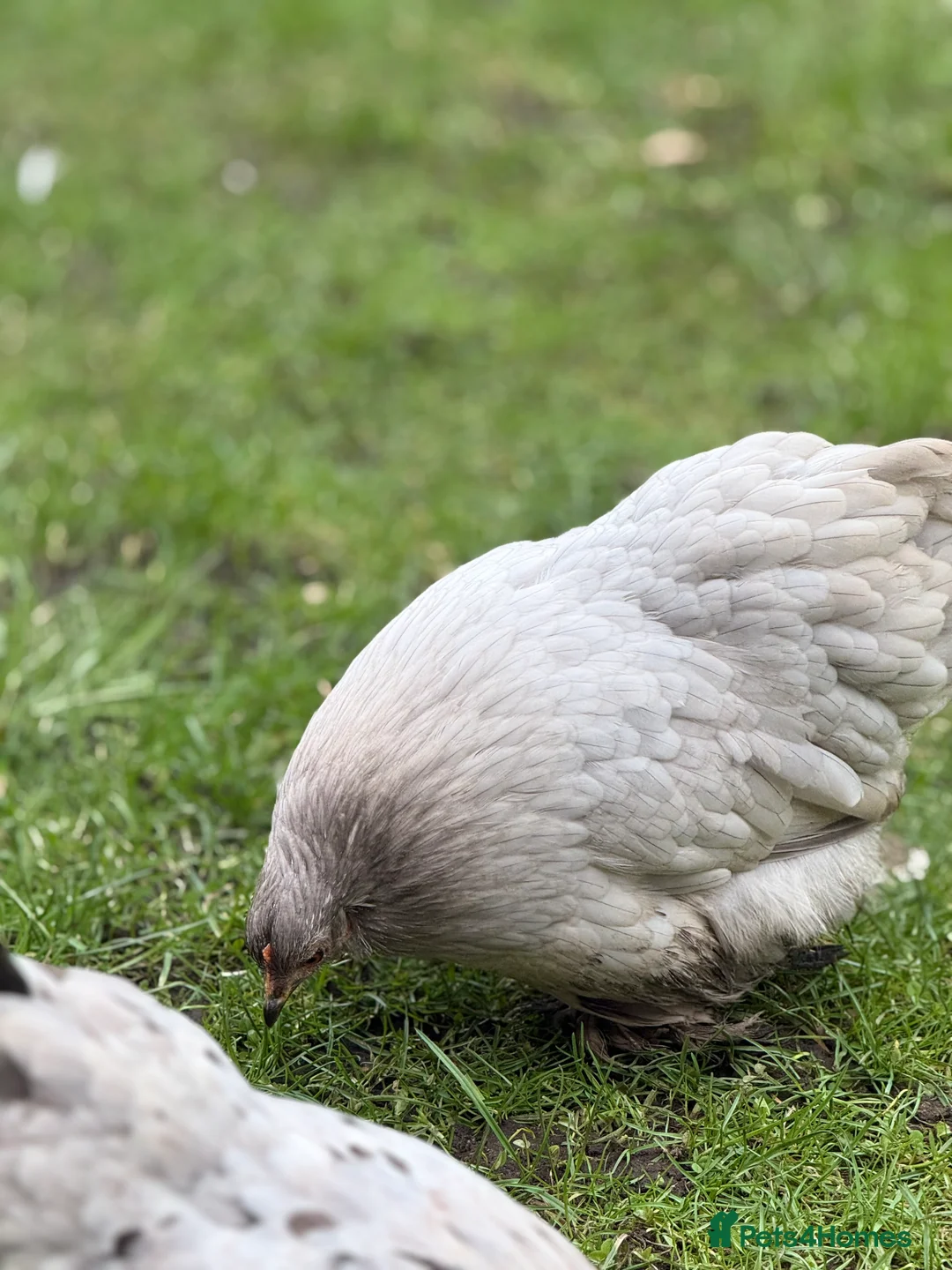 Chickens poultry for sale: Pekin bantam lavender  - Advert 5