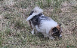 Pomsky dogs for sale: Pomsky merle bitch  - Image 6