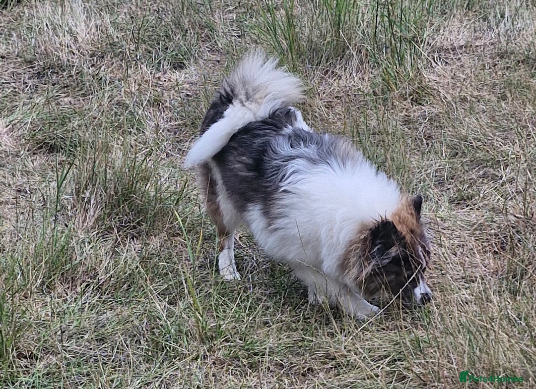 Pomsky dogs for sale: Pomsky merle bitch  - Image 6