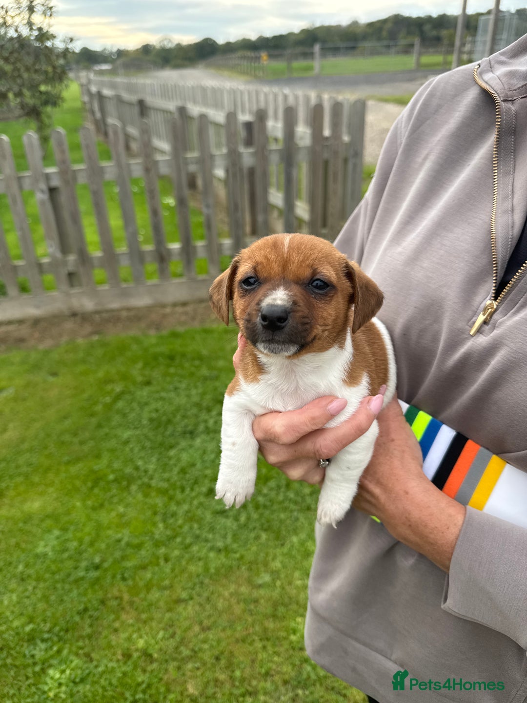 Jack Russell dogs for sale: Jack Russell pups - Image 11