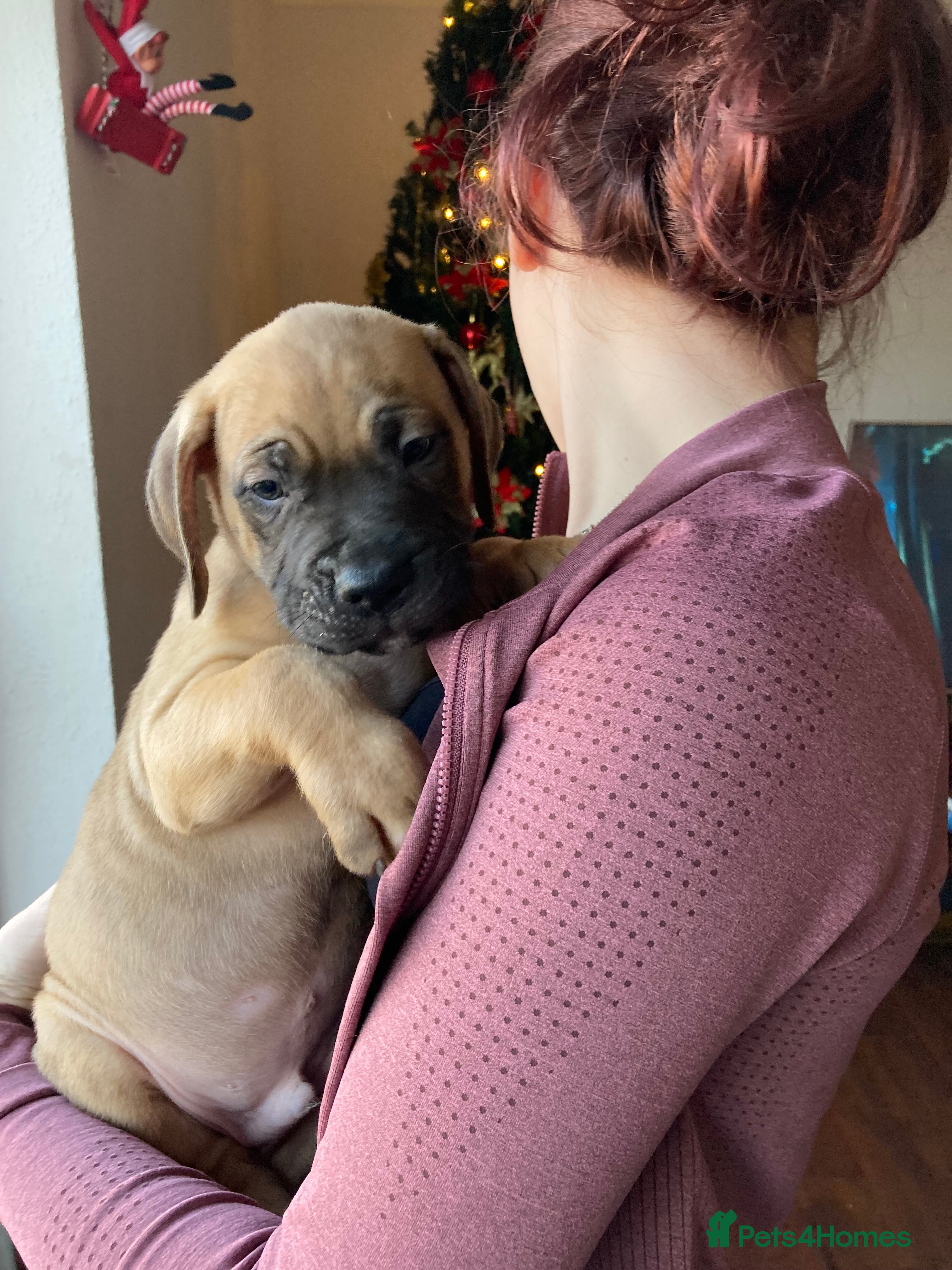 Mixed Breed dogs Mastiff x Staffy READY TO GO TO FOREVER HOME - Advert 15