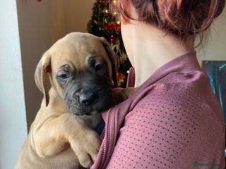 Mixed Breed dogs Mastiff x Staffy READY TO GO TO FOREVER HOME - Advert 15