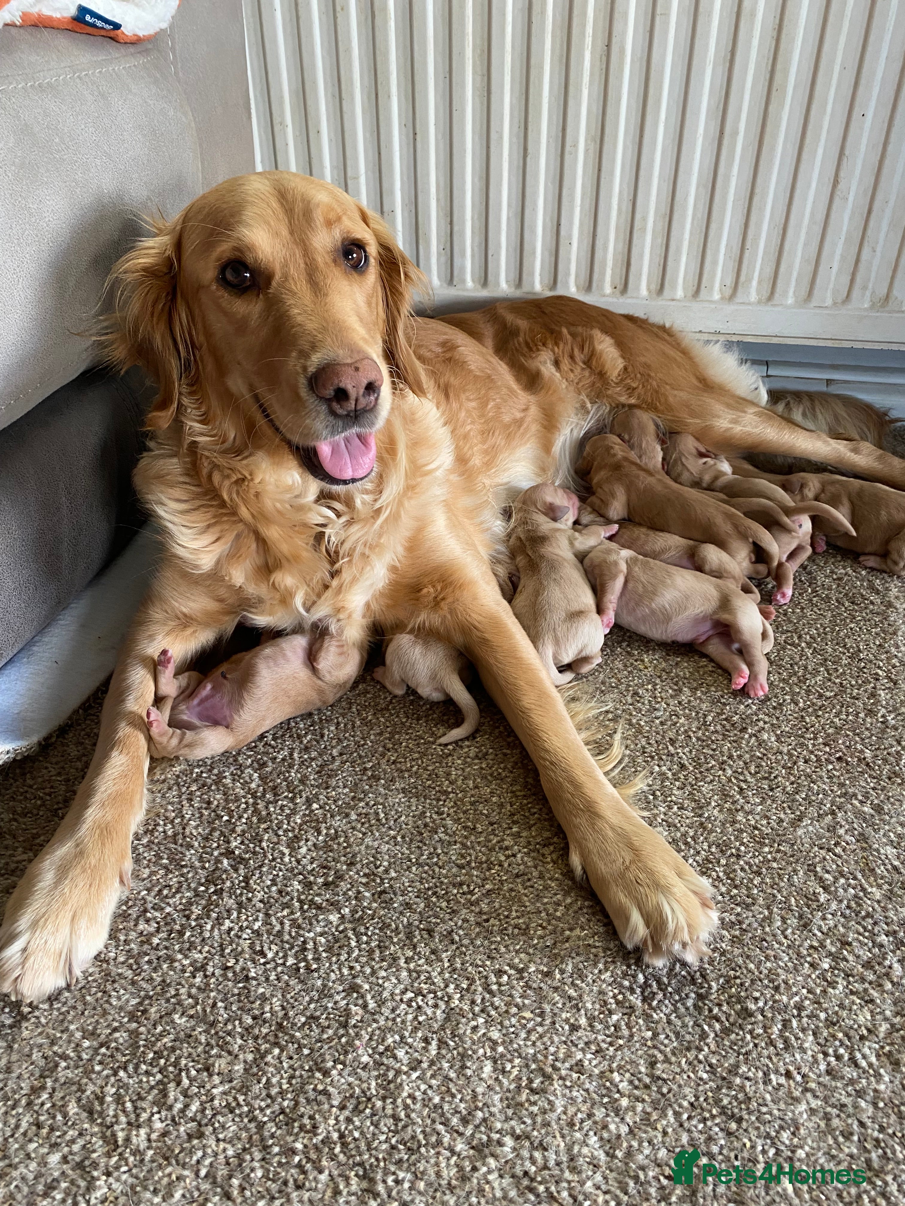 Golden Retriever dogs Golden retriever puppies  - Advert 10