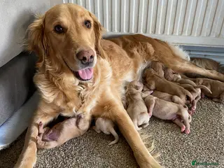 Golden Retriever dogs KC registered Golden retriever puppies - Advert 3
