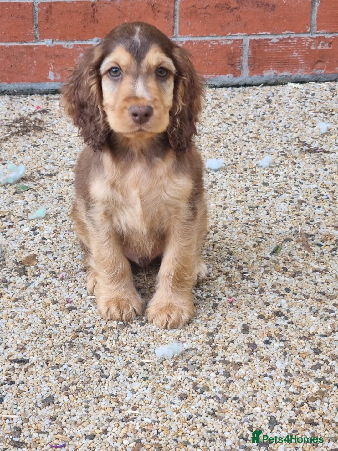 Cocker Spaniel dogs for sale: Gorgeous Chocolate & Sable Show Cocker Pups Ready - Image 17