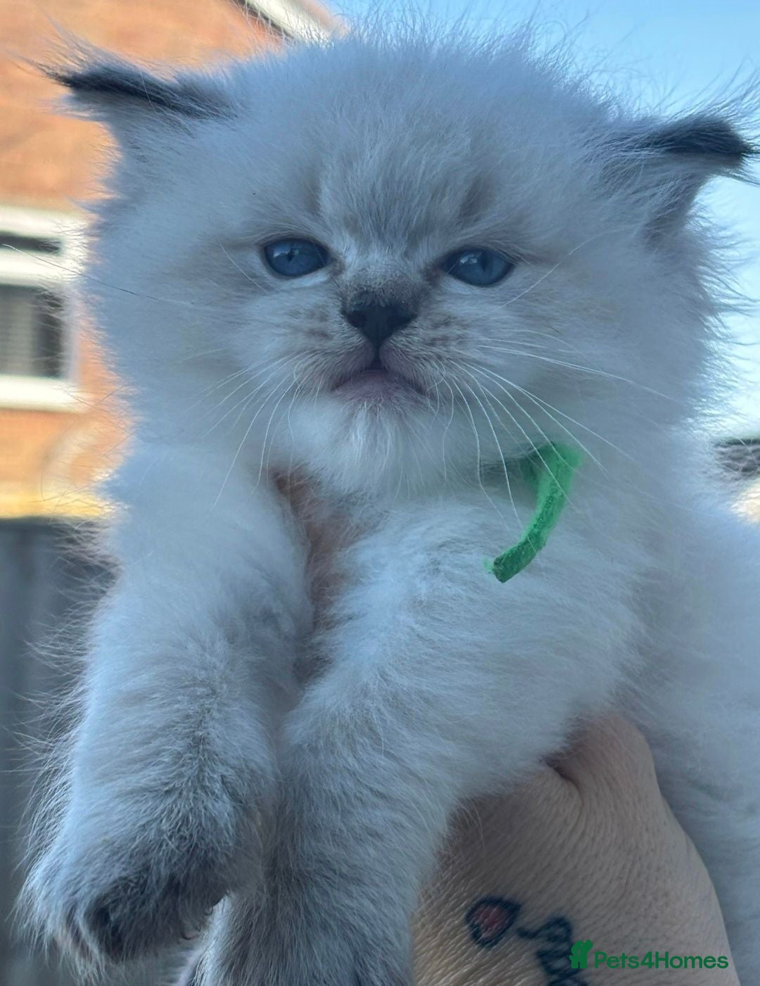 Ragdoll cats 2 Boys Left TICA-Registered – Floppy & Loving - Advert 2