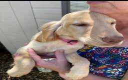 Sprocker dogs for sale: Beautiful sprocker spanials  - Image 7