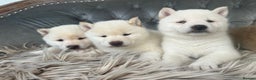 Japanese Shiba Inu dogs for sale: Japanese Shiba Inu puppies HEALTH TESTED - Advert 18