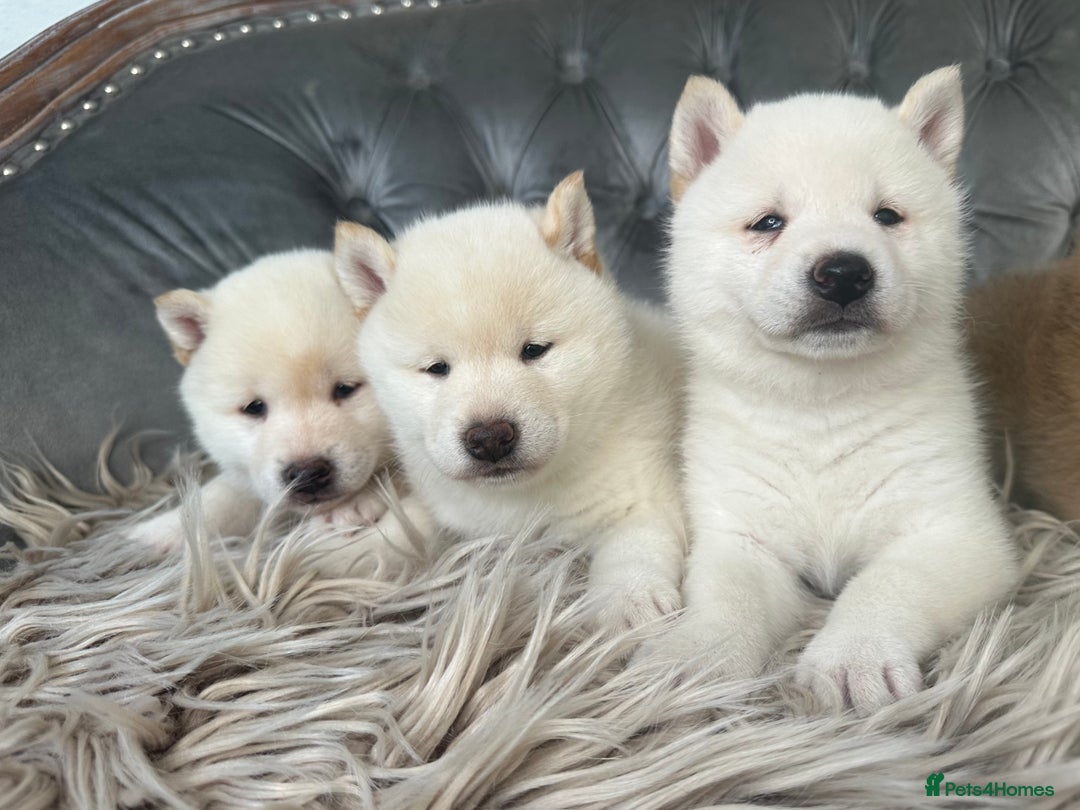 Japanese Shiba Inu dogs for sale: Japanese Shiba Inu puppies HEALTH TESTED - Advert 18