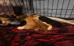Brazilian Shorthair cats for sale: ***** Beautiful babies ***** - Image 2