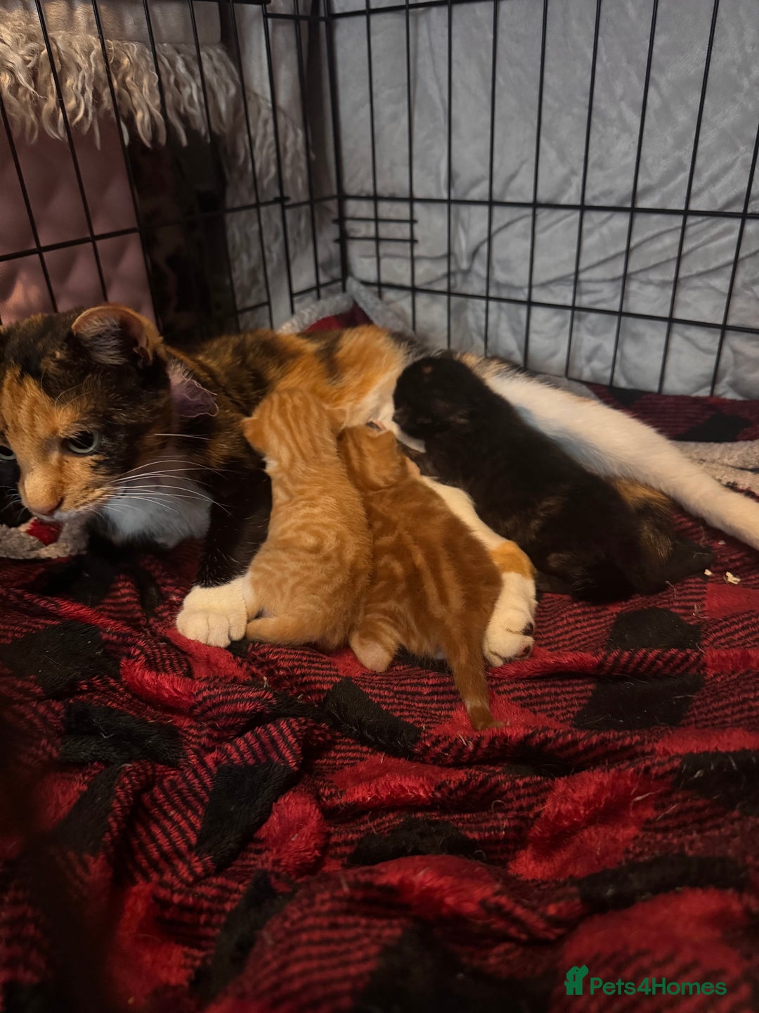Brazilian Shorthair cats for sale: ***** Beautiful babies ***** - Image 2