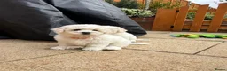 Bichon Frise dogs for sale: ☁️ Little Clouds Looking for Their Forever Home ☁️ - Advert 4