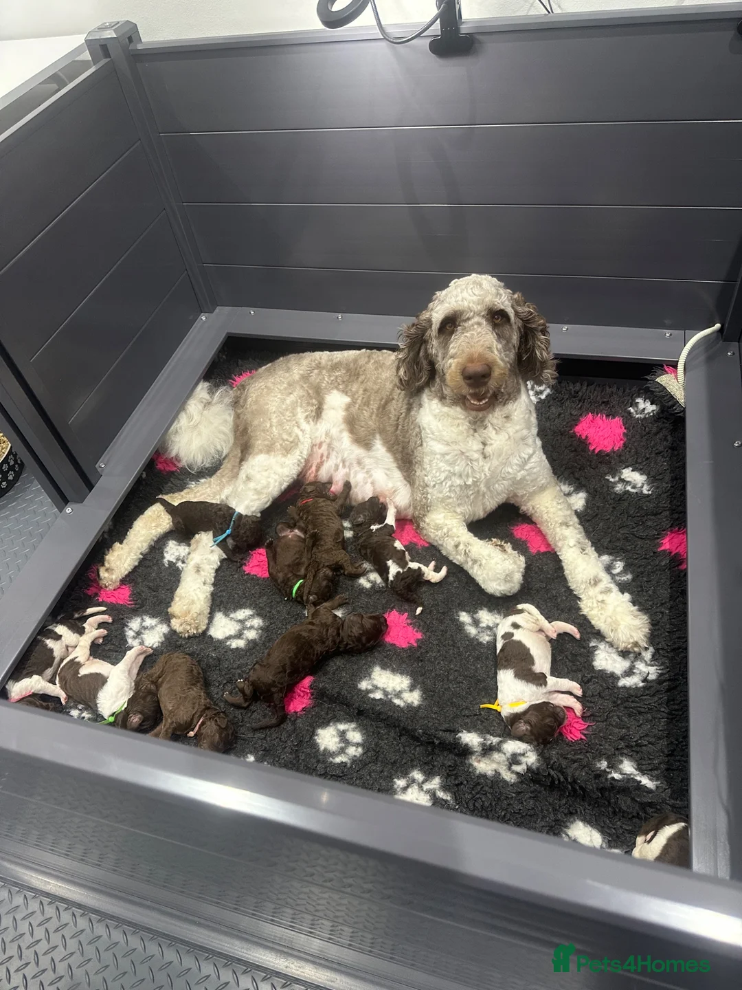 Saint Berdoodle dogs for sale: ⭐ Beautiful St Berdoodle Boy – 5⭐ Licensed Breeder - Advert 2