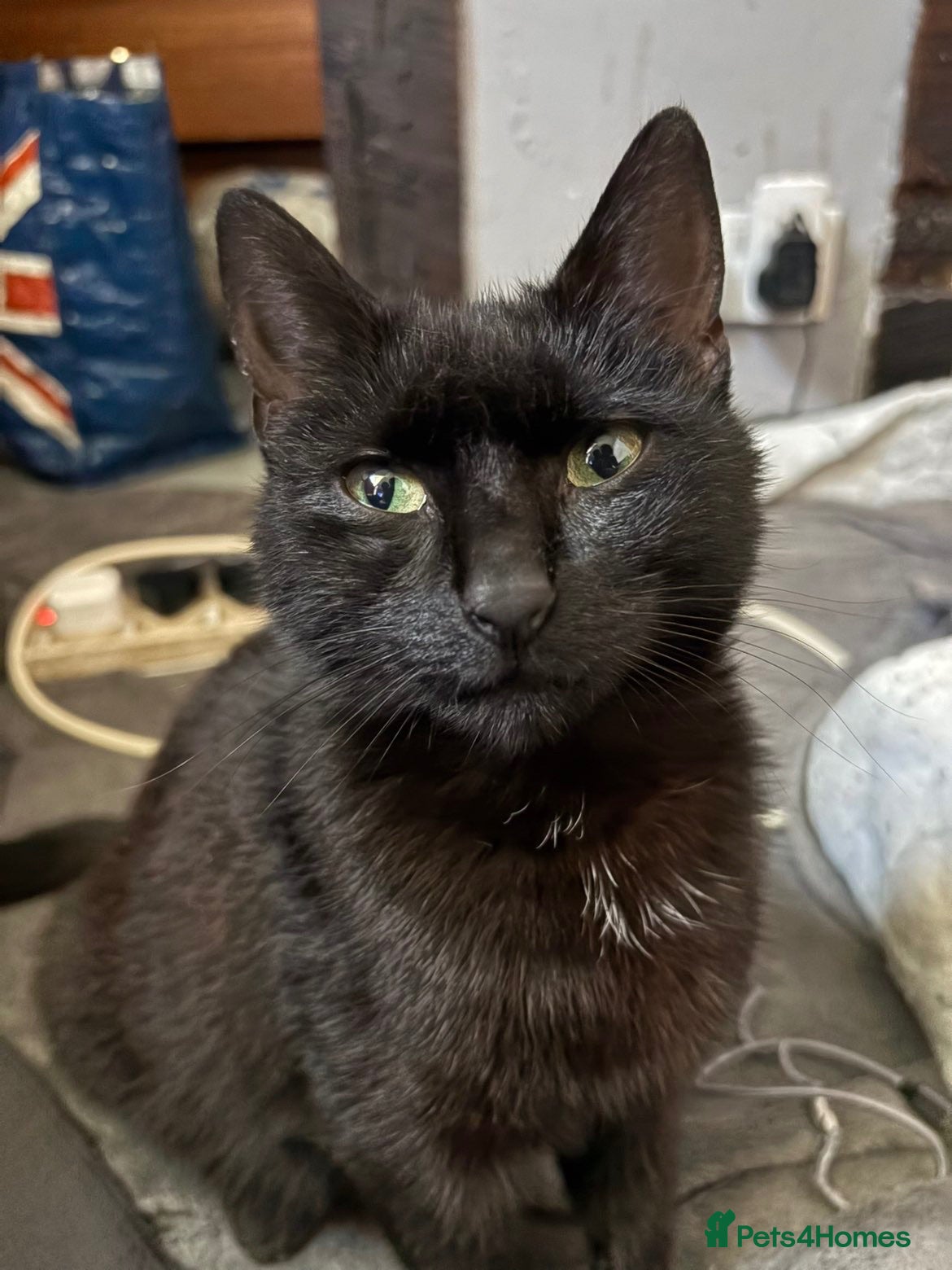 Mixed Breed cats Bombay x normal shorthair kittens for sale. - Advert 1