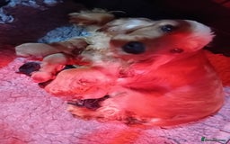 Cocker Spaniel dogs for sale: PURE SHOW COCKER SPANIEL PUPPIES FROM SHOW PARENTS - Advert 2