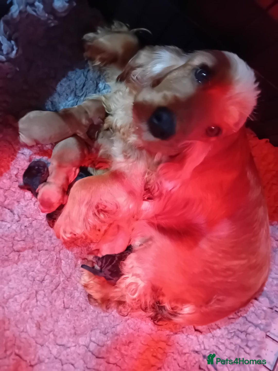 Cocker Spaniel dogs for sale: PURE SHOW COCKER SPANIEL PUPPIES FROM SHOW PARENTS - Advert 2