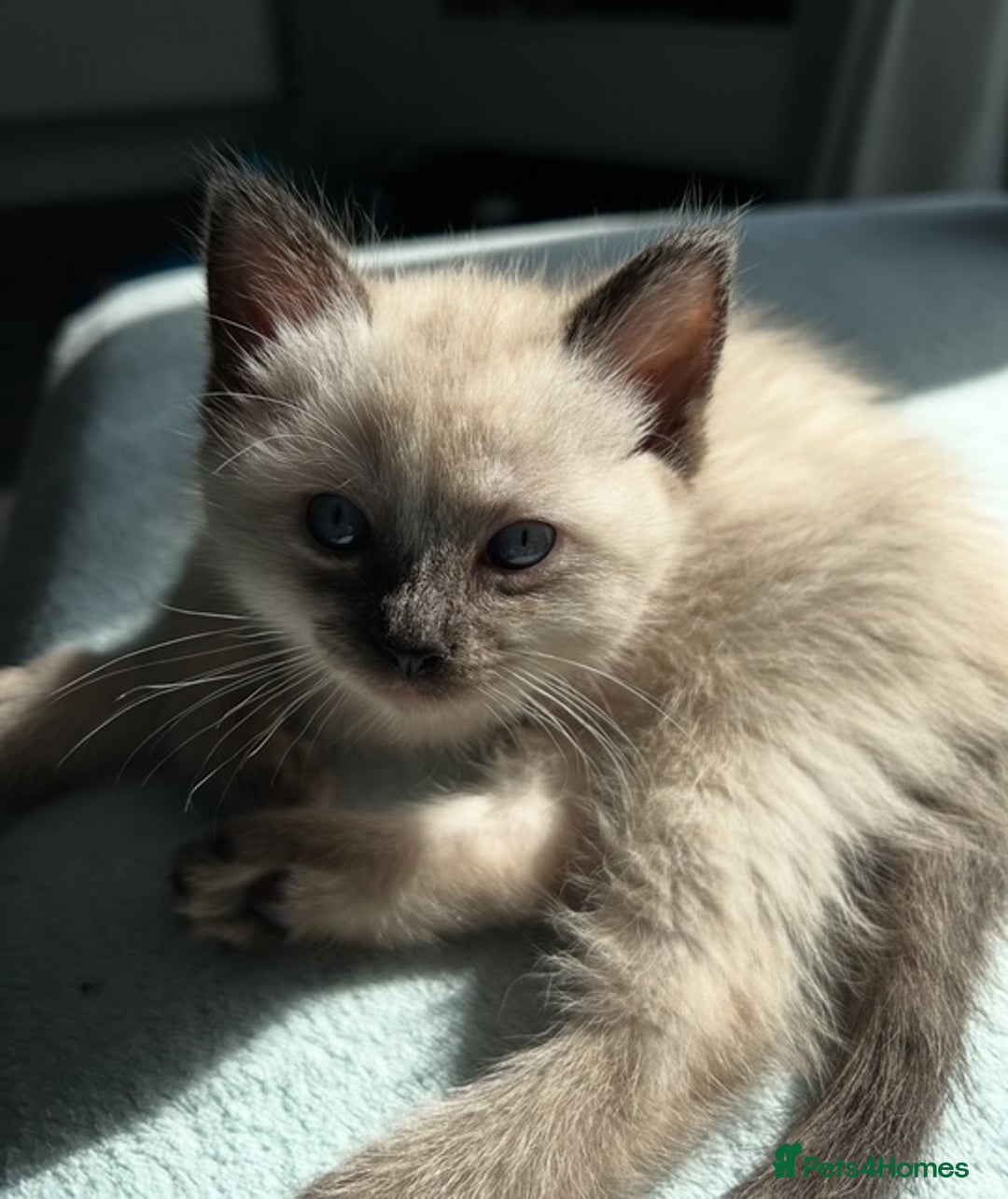 Ragdoll cats for sale: Flame lynx point Ragdoll x kitten Ready to leave - Image 33