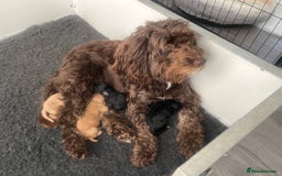 Cockapoo dogs for sale: F1b cockapoo puppies.  - Image 2