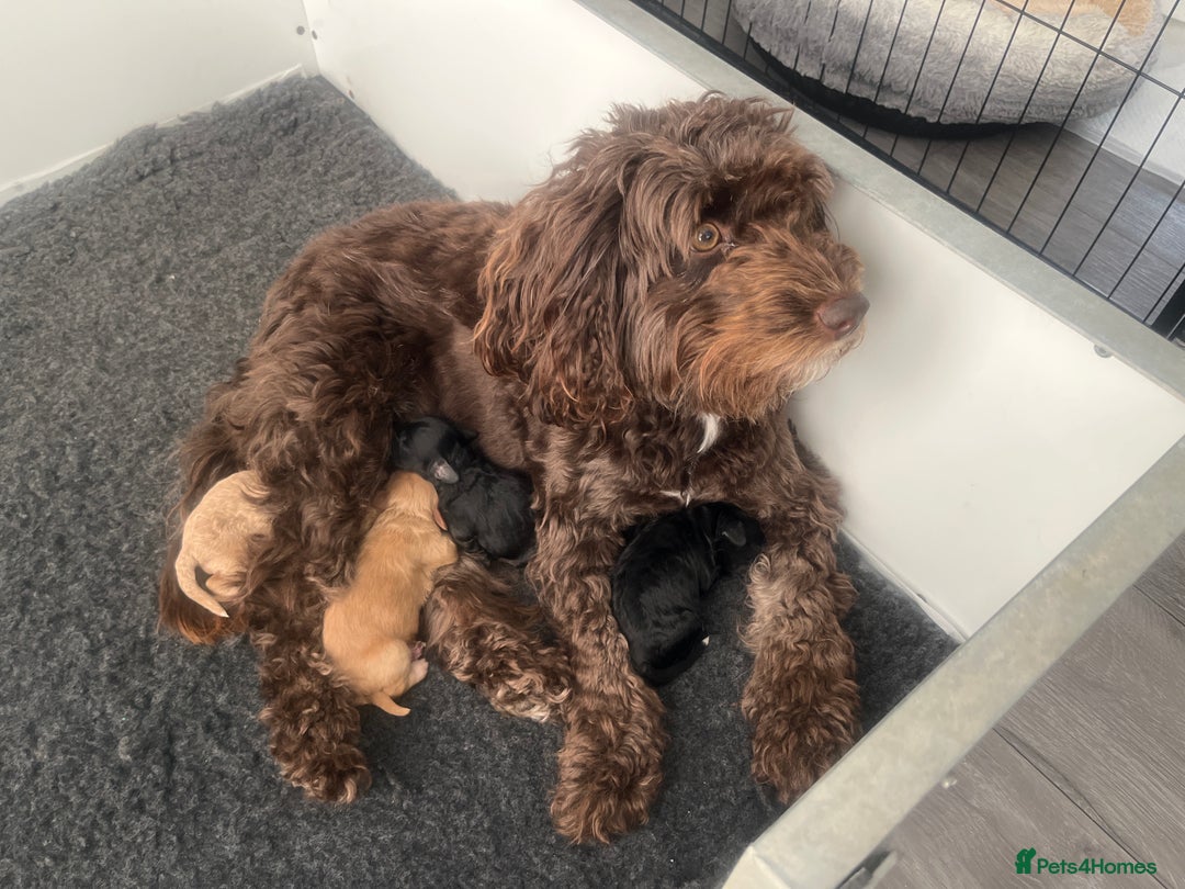 Cockapoo dogs for sale: F1b cockapoo puppies.  - Image 2