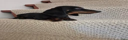 Miniature Dachshund dogs for sale: Miniature Dachshund.Fully vaccinated.Ready t leave - Advert 11