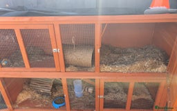 Mixed Breed rabbits for sale: Cloudy the rabbit  - Image 4